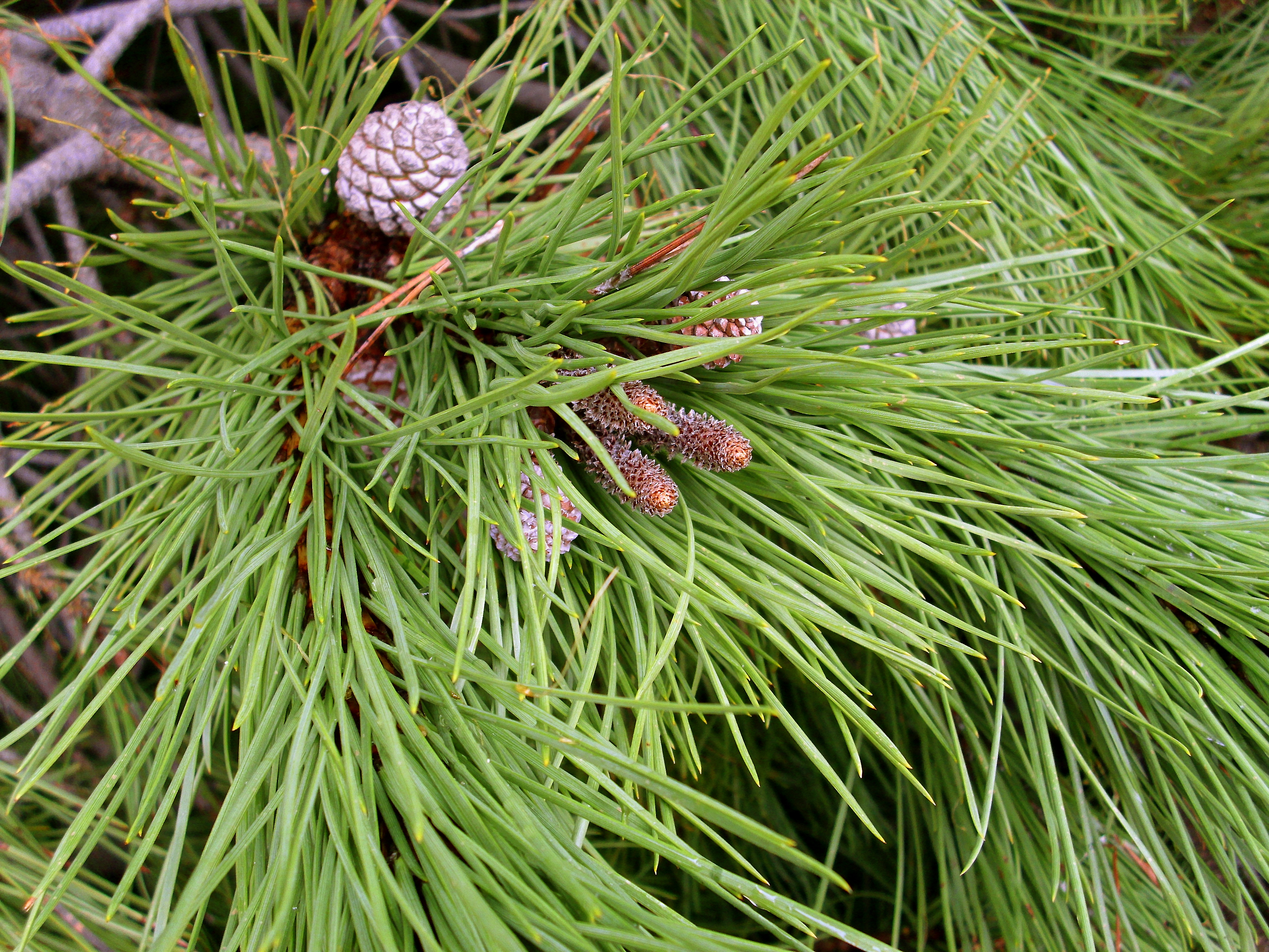 Пиния (Pinus pinea)