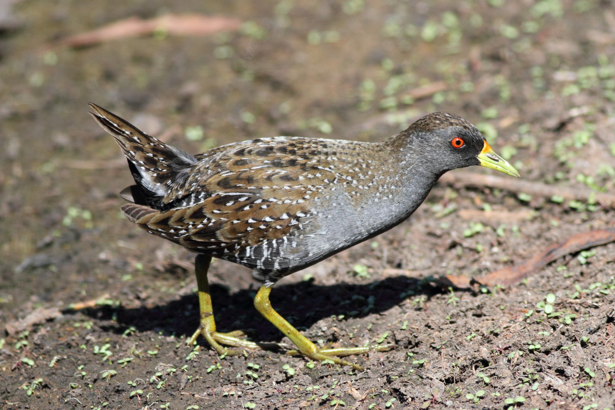 overskydende fuzzy vene Australian crake - Wikipedia