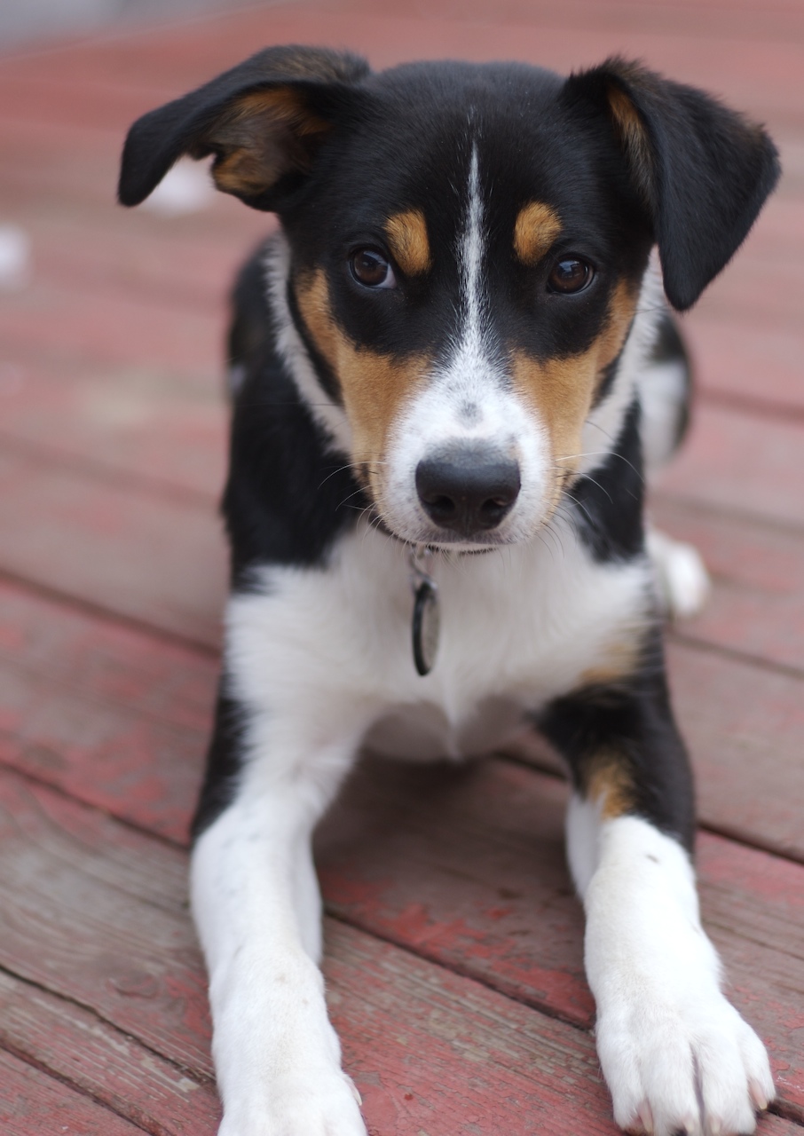 short hair border collie puppy