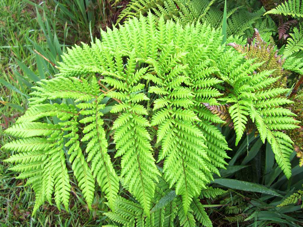 Tree Fern.