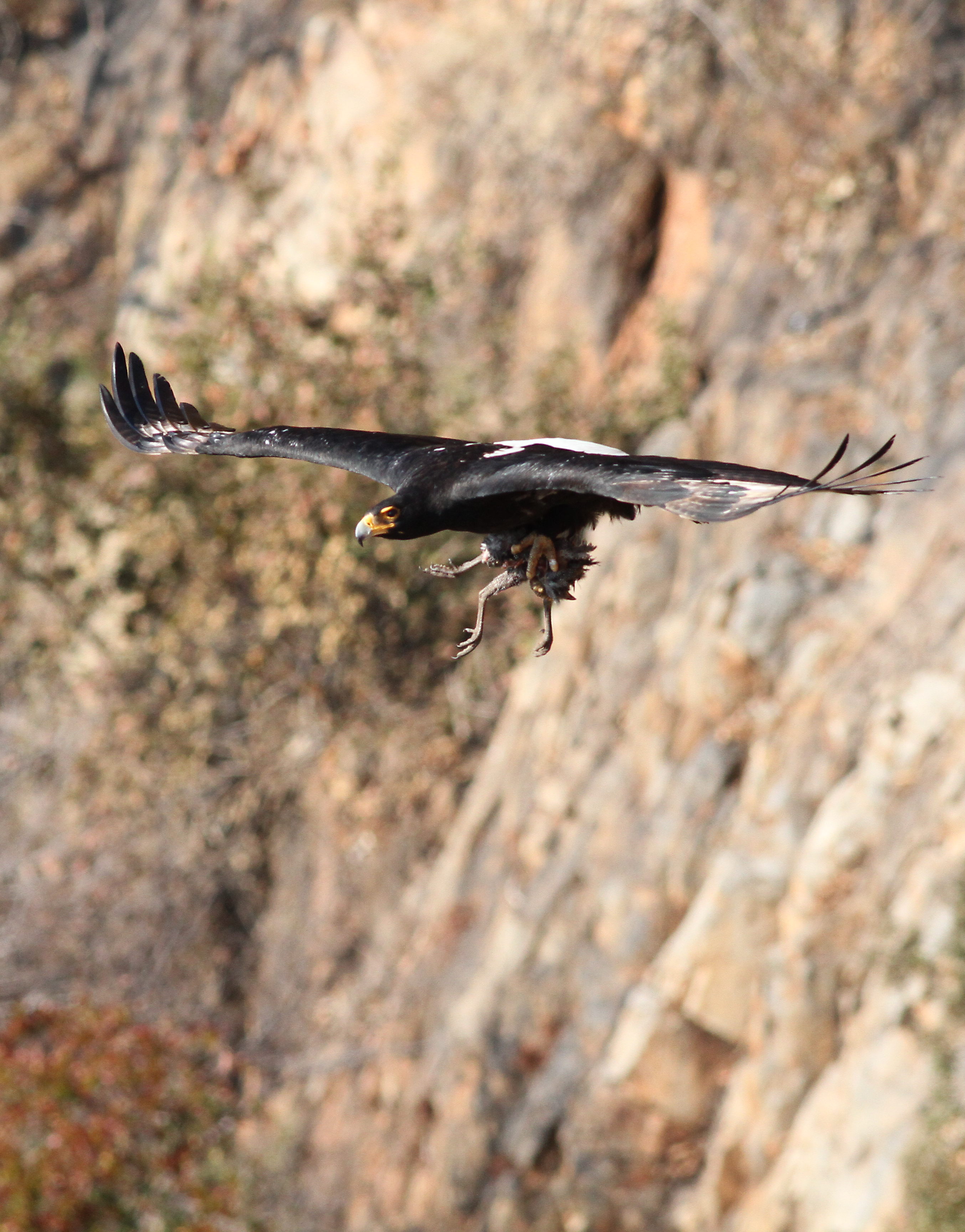 File:Verreaux's Eagle. Black Eagle, Aquila verreauxii, at Walter Sisulu  National Botanical Garden, Gauteng, South Africa (19602380472).jpg -  Wikimedia Commons