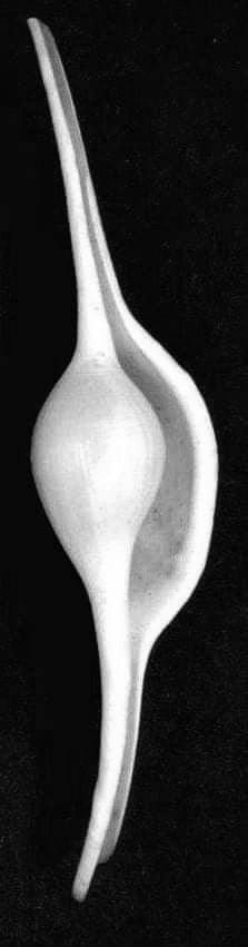 Fotografia em preto-e-branco de uma concha de V. volva; espécime de Darwin, Território do Norte, Austrália, pertencente à coleção do Museu de História Natural de Leiden.