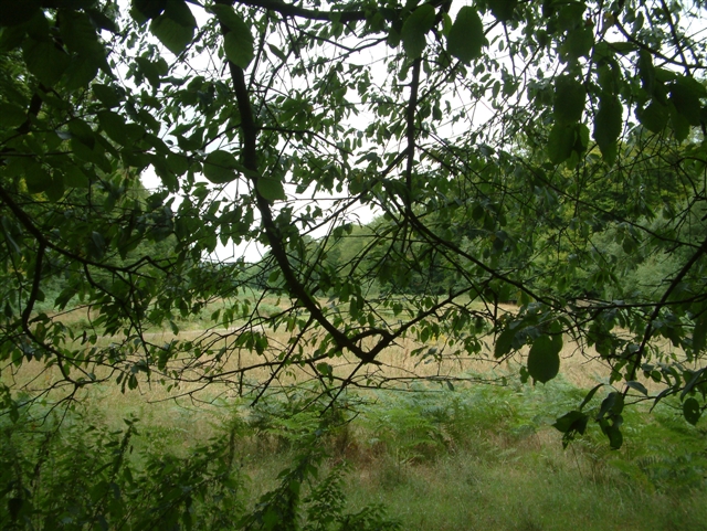 File:Woodland Firebreak - geograph.org.uk - 37072.jpg