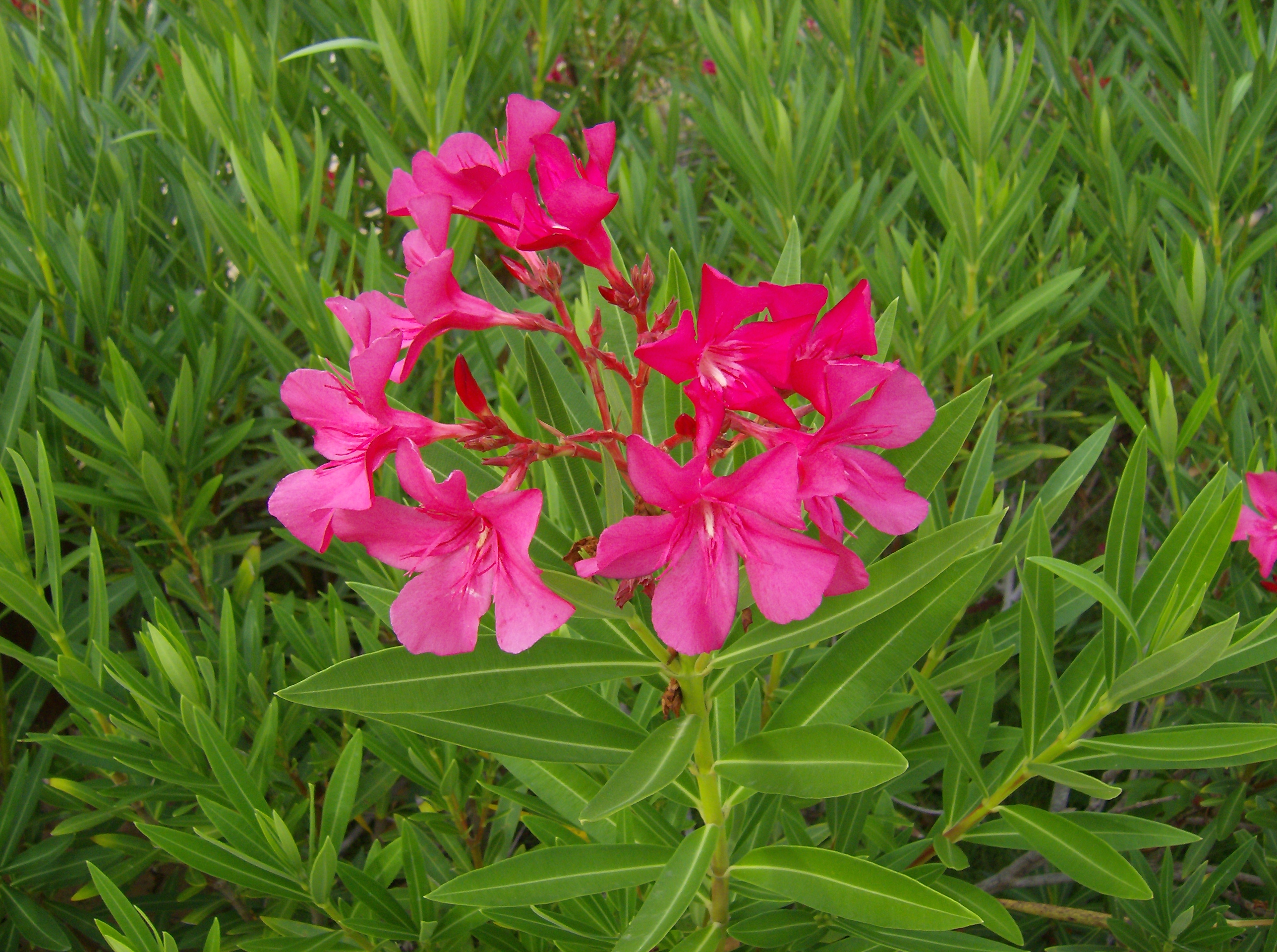 File Adelfa Nerium oleander L 2 jpg Wikipedia