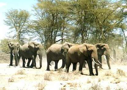 File:Afrikanische Elefanten (Loxodonta africana).jpg