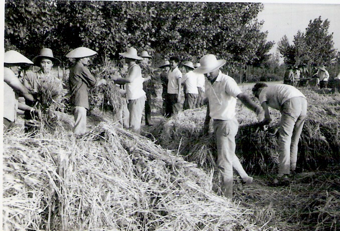 File:Ahfaz farmers1.jpg