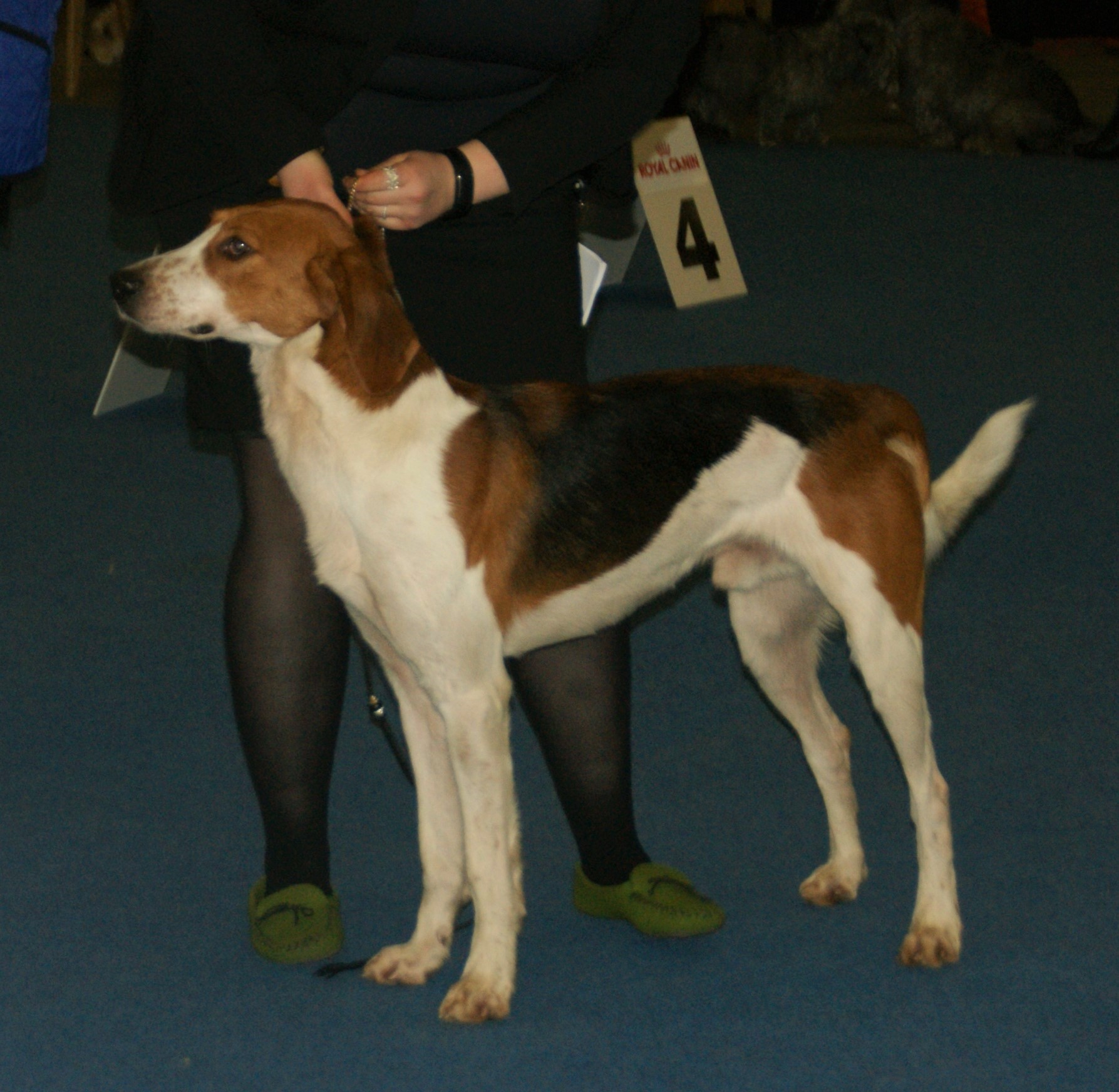 foxhound mix