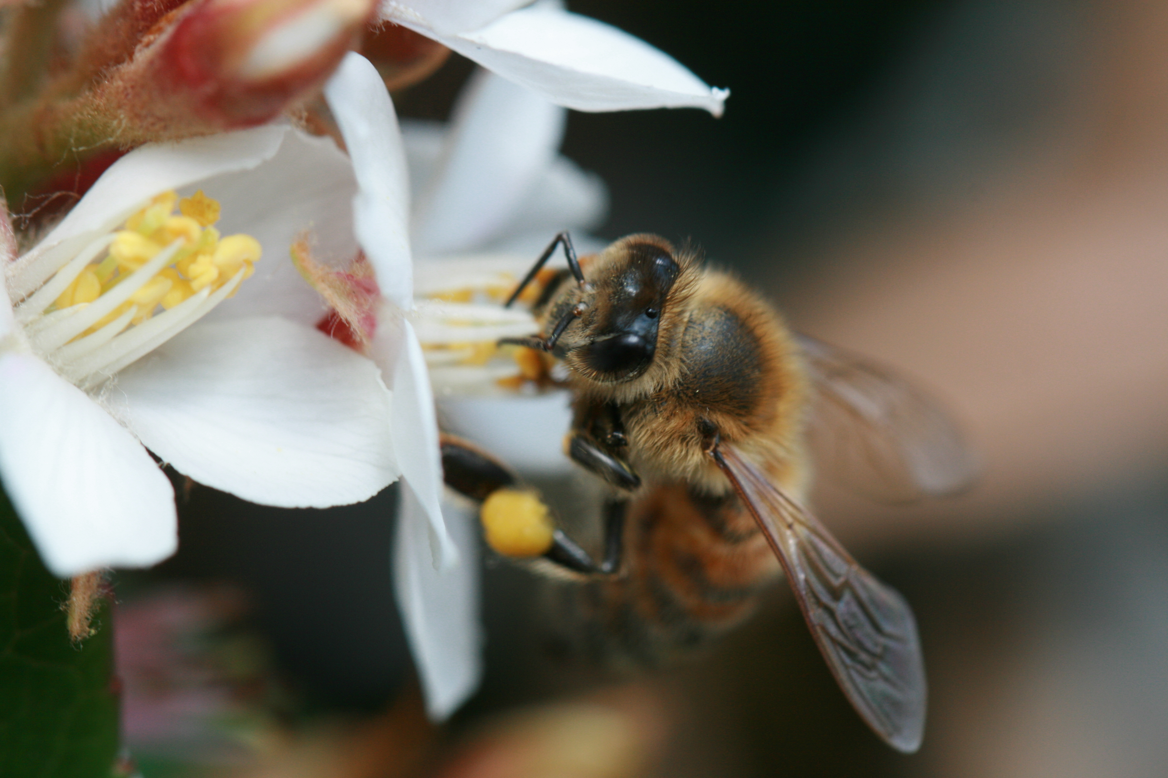 Apis kz. Меллифера. APIS mellifera acervorum. APIS mellifera adamii. Apoidea.