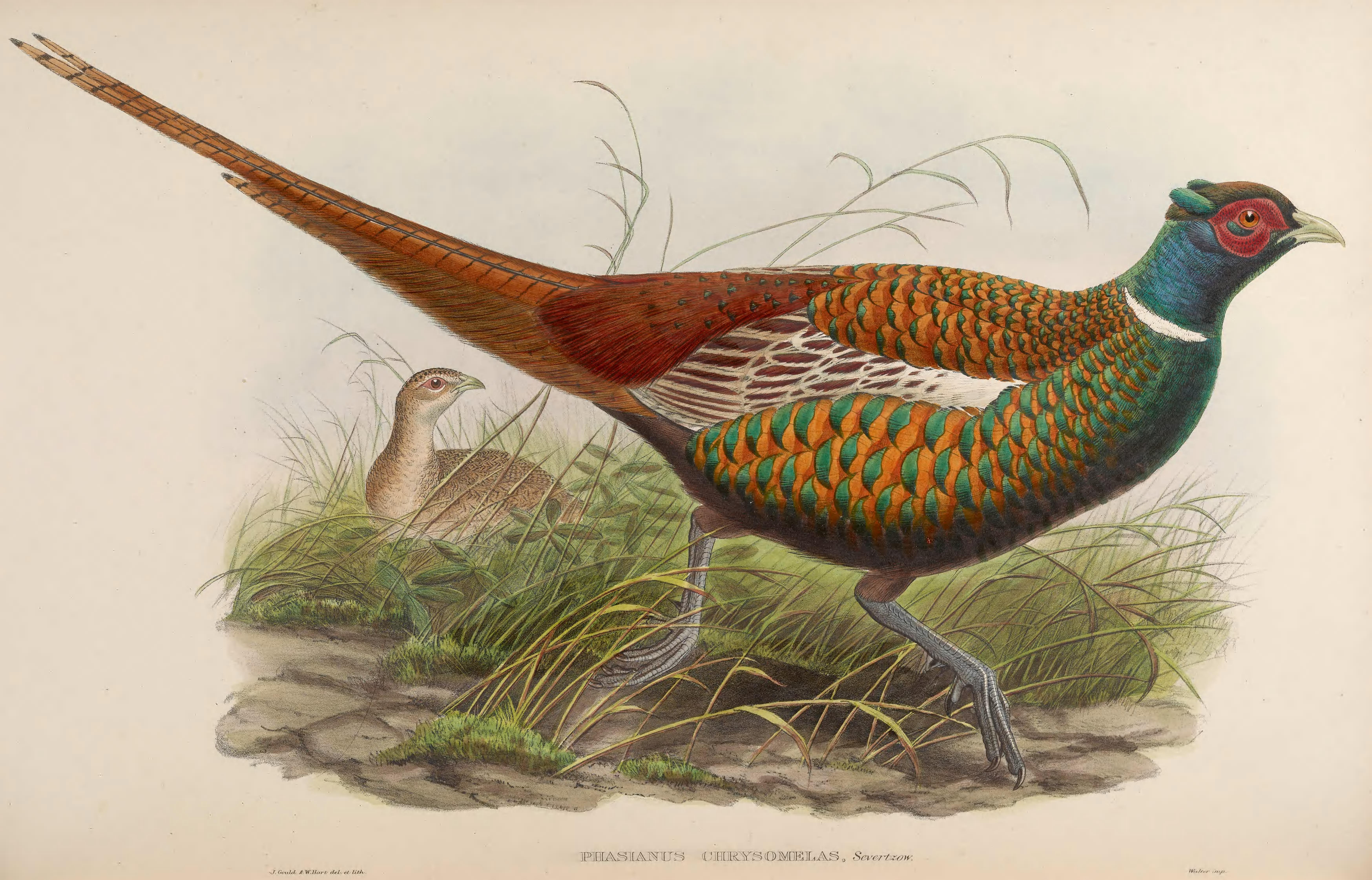 John Gould фазаны