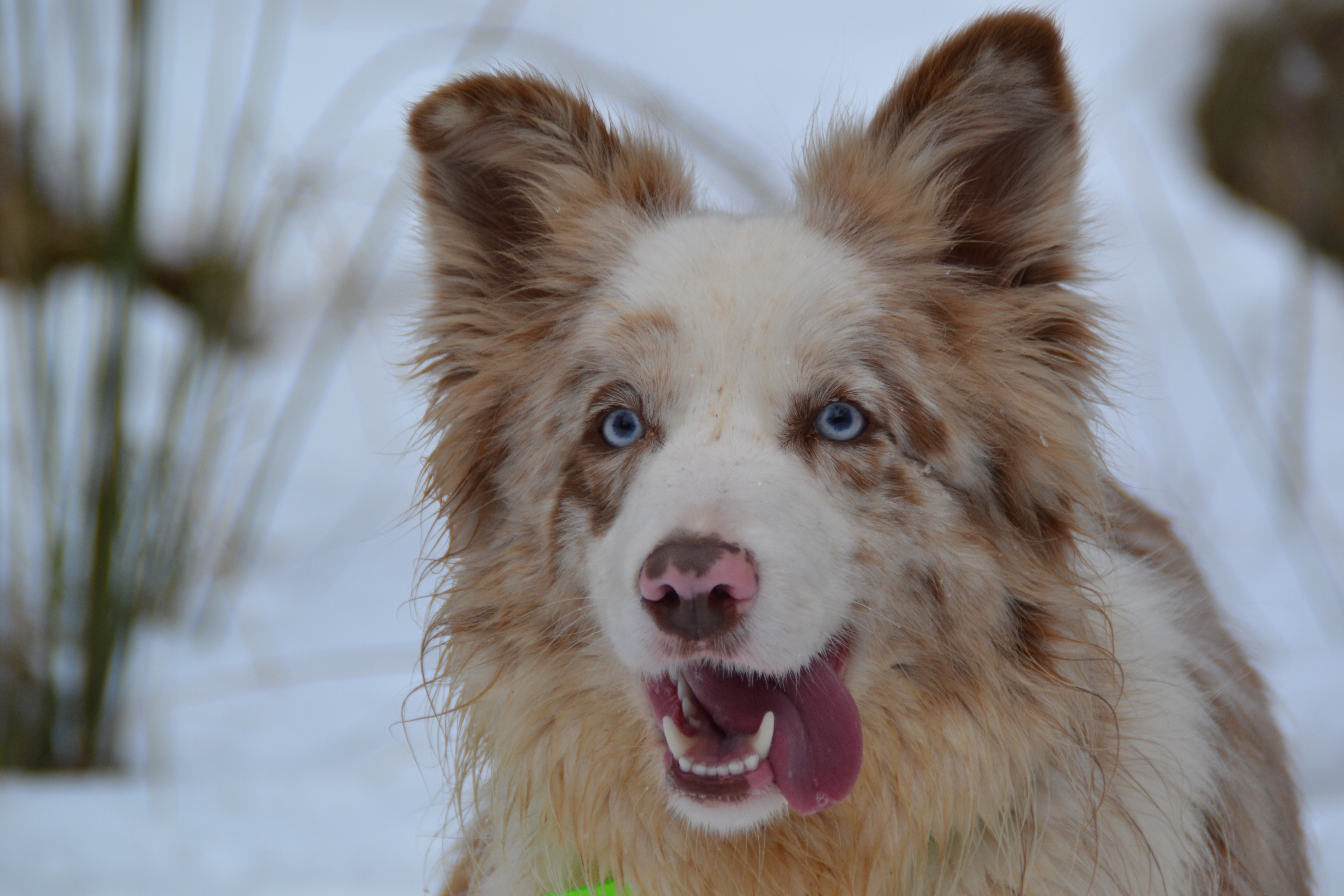 border collie lilac tricolor