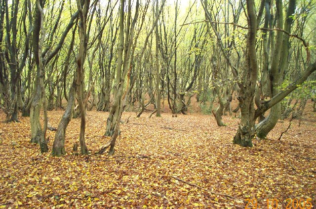 Bricket Wood Common - geograph.org.uk - 71828