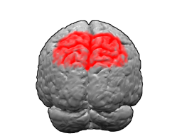 Brodmann area 7 brain area