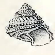 <i>Calliotropis glypta</i> species of mollusc