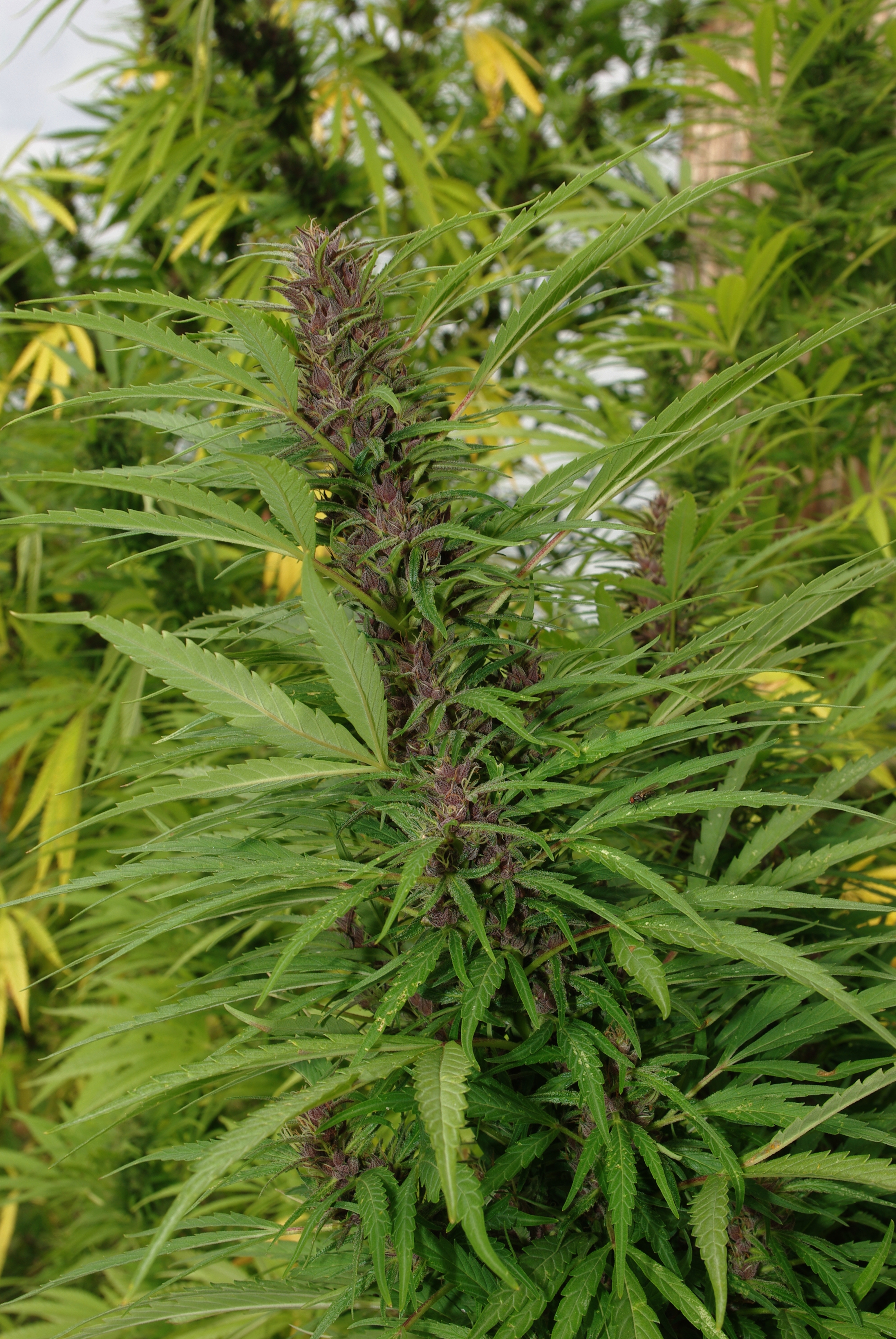 File:Cannabis sativa (female).JPG - Wikimedia Commons