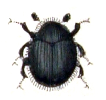 <i>Chaetophora</i> (beetle) Genus of beetles