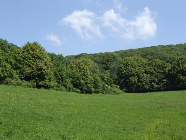 Cheddar Wood