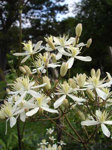 File:Clematis recta1a.UME.jpg