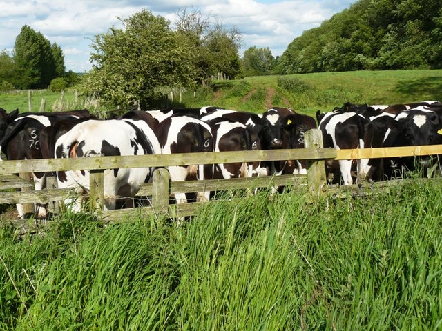File:Cows near the A42 - geograph.org.uk - 1342922.jpg