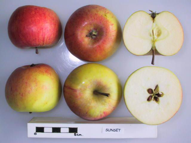 File:Cross section of Sunset (LA 74A), National Fruit Collection (acc. 1979-190).jpg