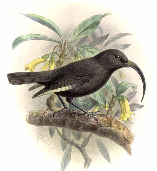 File:Drepanis funerea-Keulemans.jpg