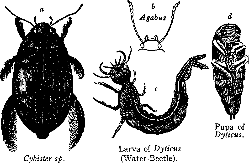 crawling water beetle larvae