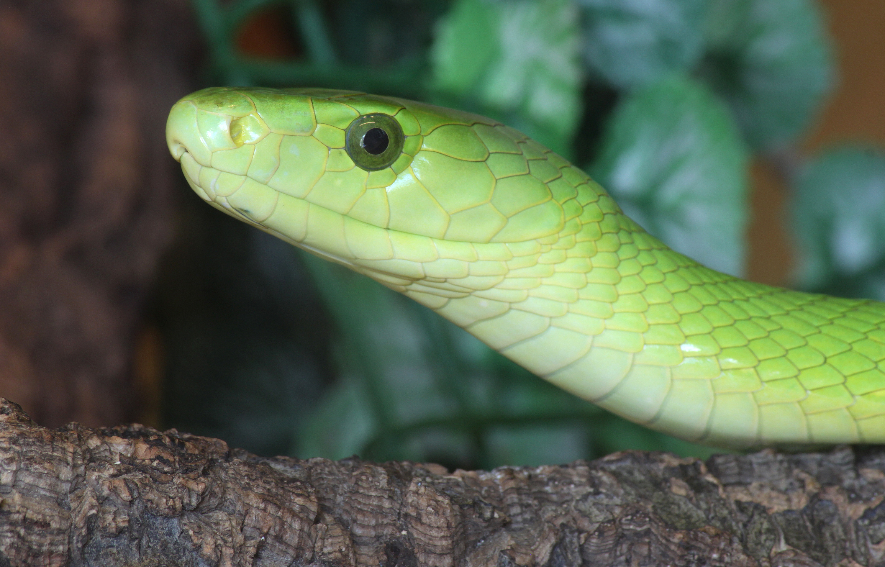 green mamba wallpaper