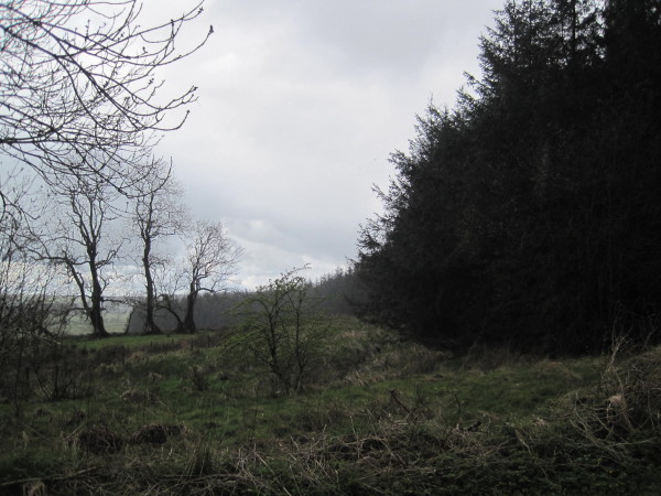 File:Edge of Kershope Forest - geograph.org.uk - 2913047.jpg