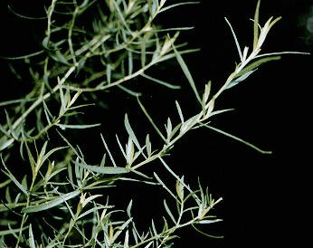 Artemisia annua - Wiktionary, the free dictionary