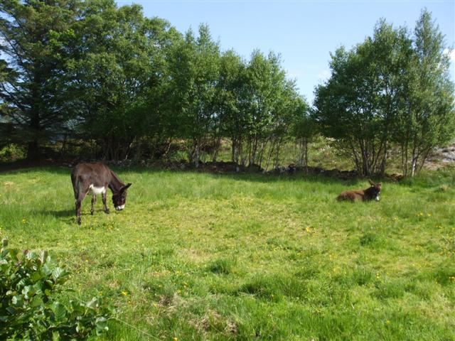 File:Field at Lough Gill - geograph.org.uk - 826384.jpg