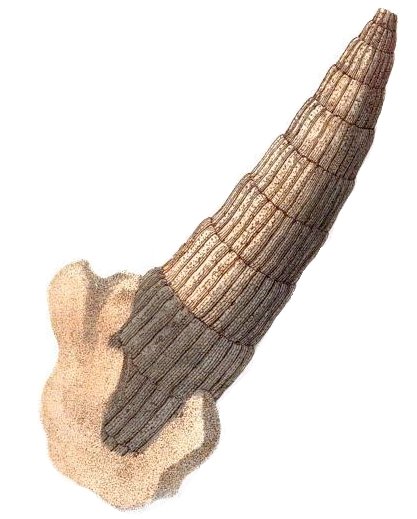 William Martin Naturalis Wikiwand Sebuah Ilustrasi Rugosa Warna Pertama Fosil