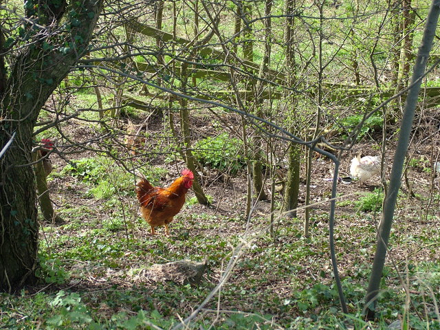 File:Free range chickens beside the A14 - geograph.org.uk - 1224013.jpg