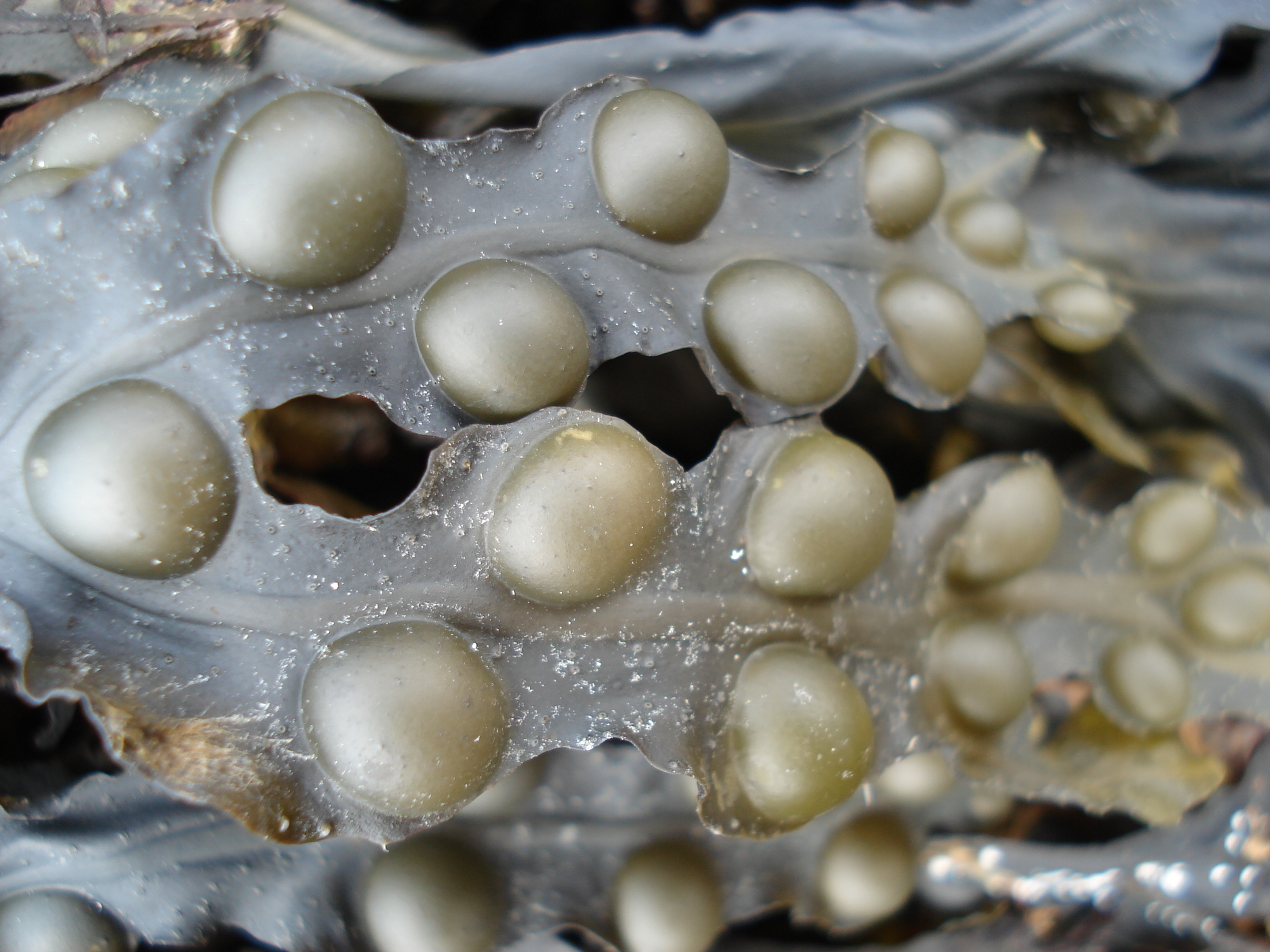 Fucus vesiculosus.JPG