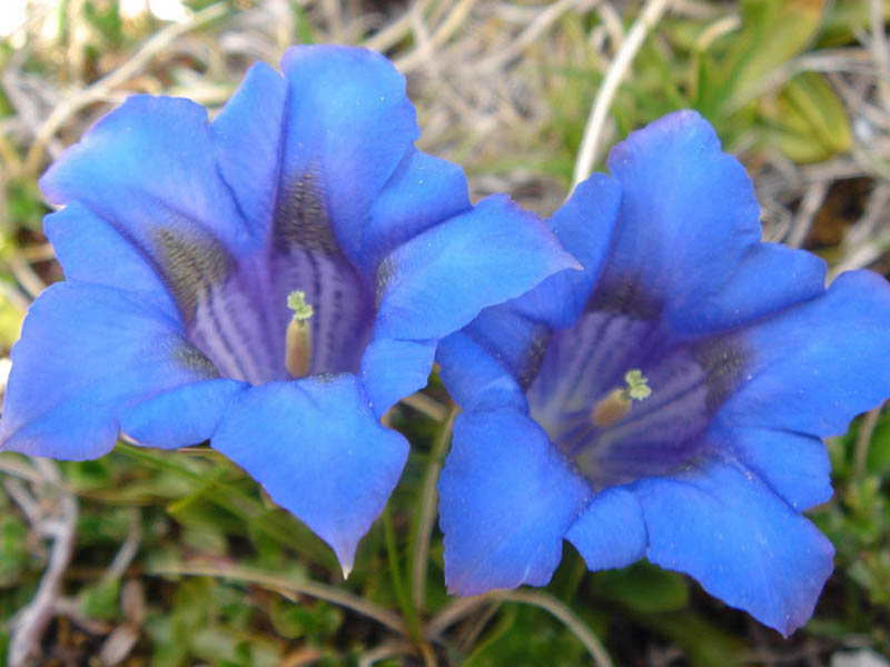 File:Gentiana acaulis 2 (Picos de europa).jpg