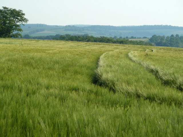 File:Gerstenfelder am Heuberg - geo.hlipp.de - 25401.jpg