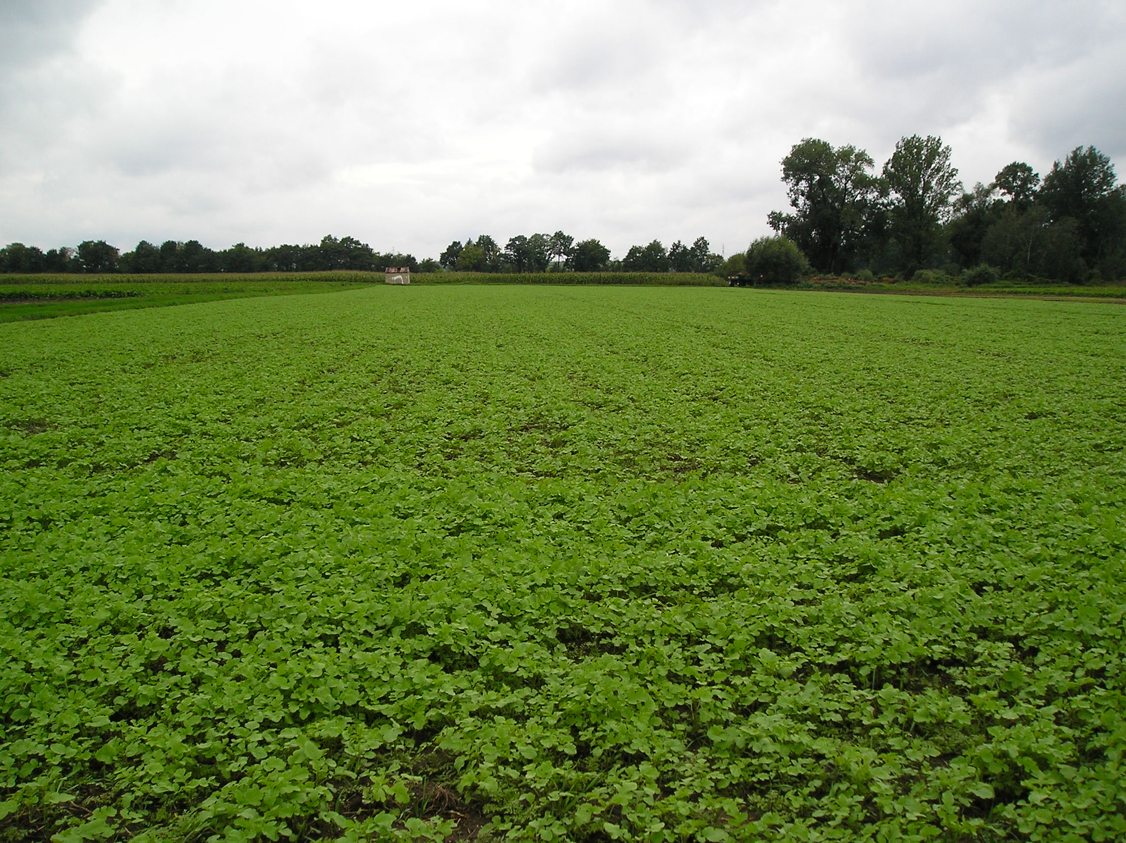 More crops. Gorczyca Biala. Crops meaning.