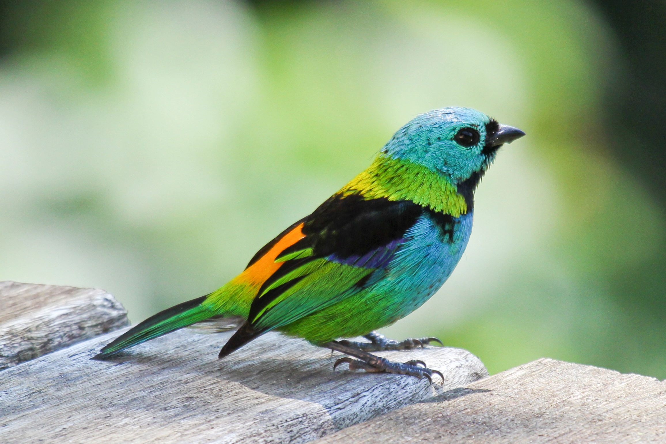 tanagers bird