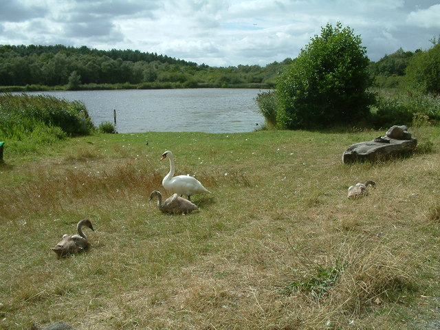 Hatchmere Lake - geograph.org.uk - 216833