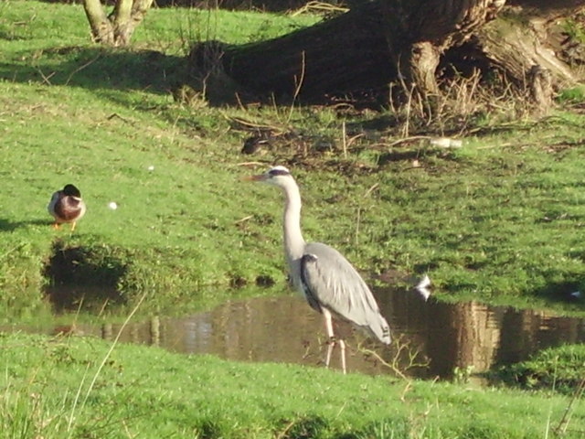 Heron in Shepherds Meadows - geograph.org.uk - 659818