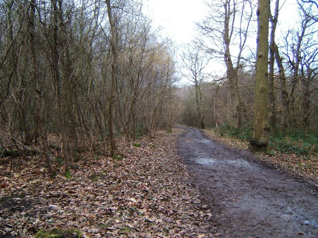 Hockley Wood - geograph.org.uk - 129948