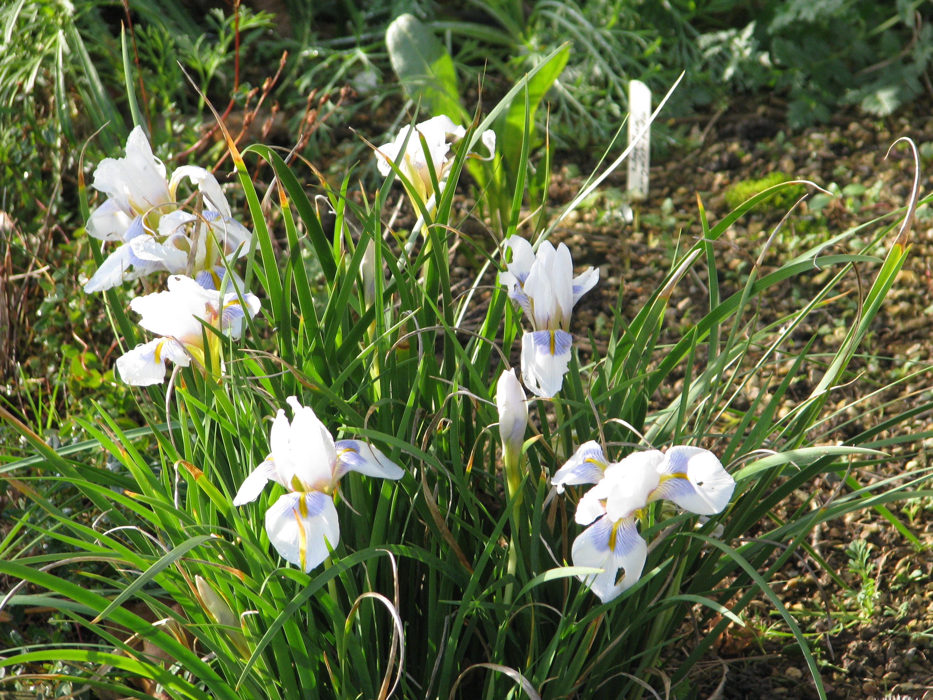 Iris unguicularis Peloponnese Snow (12150308586).jpg