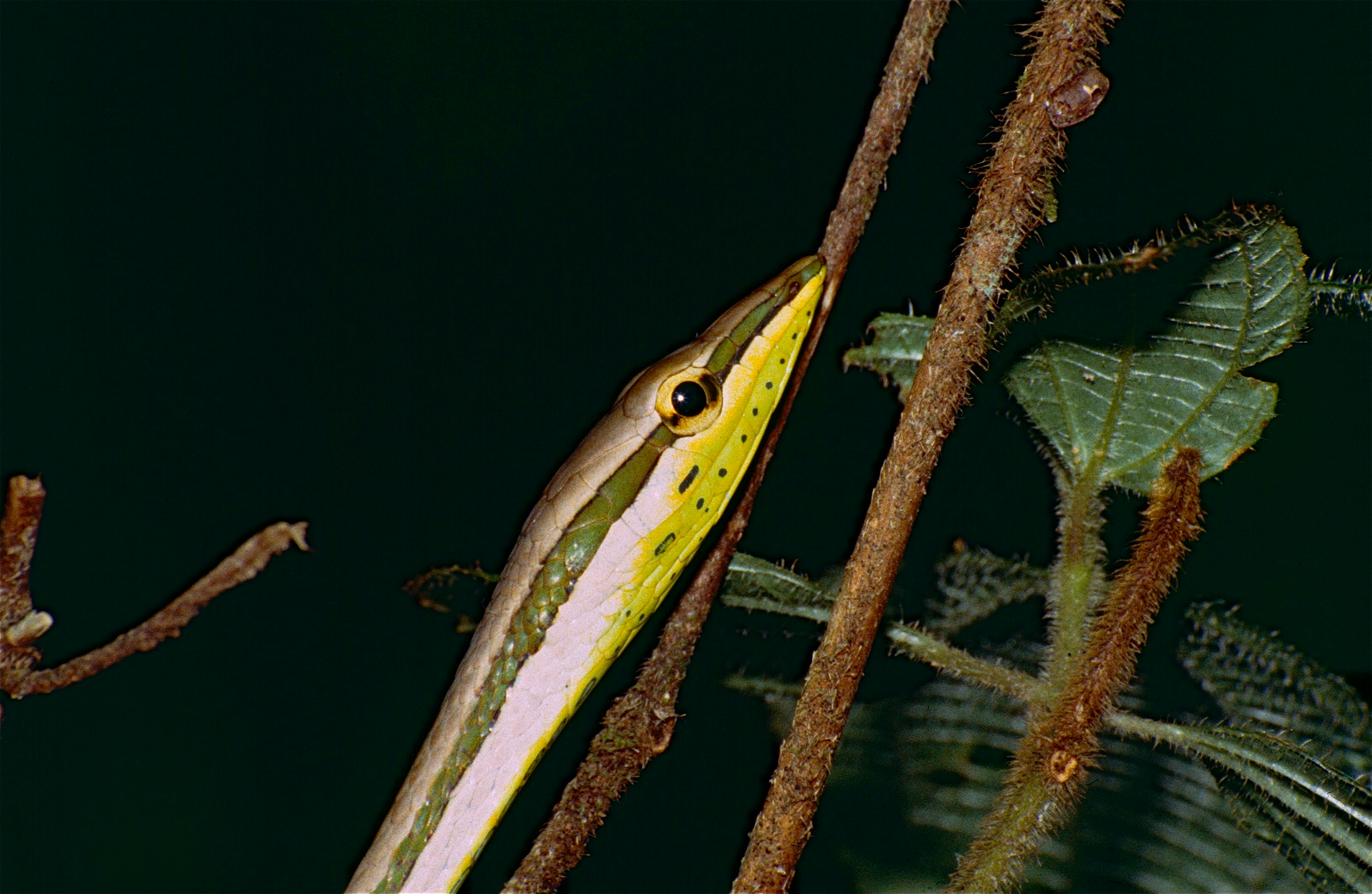 Lance-headed Vine Snake (Xenoxybelis argenteus) (10650428713).jpg