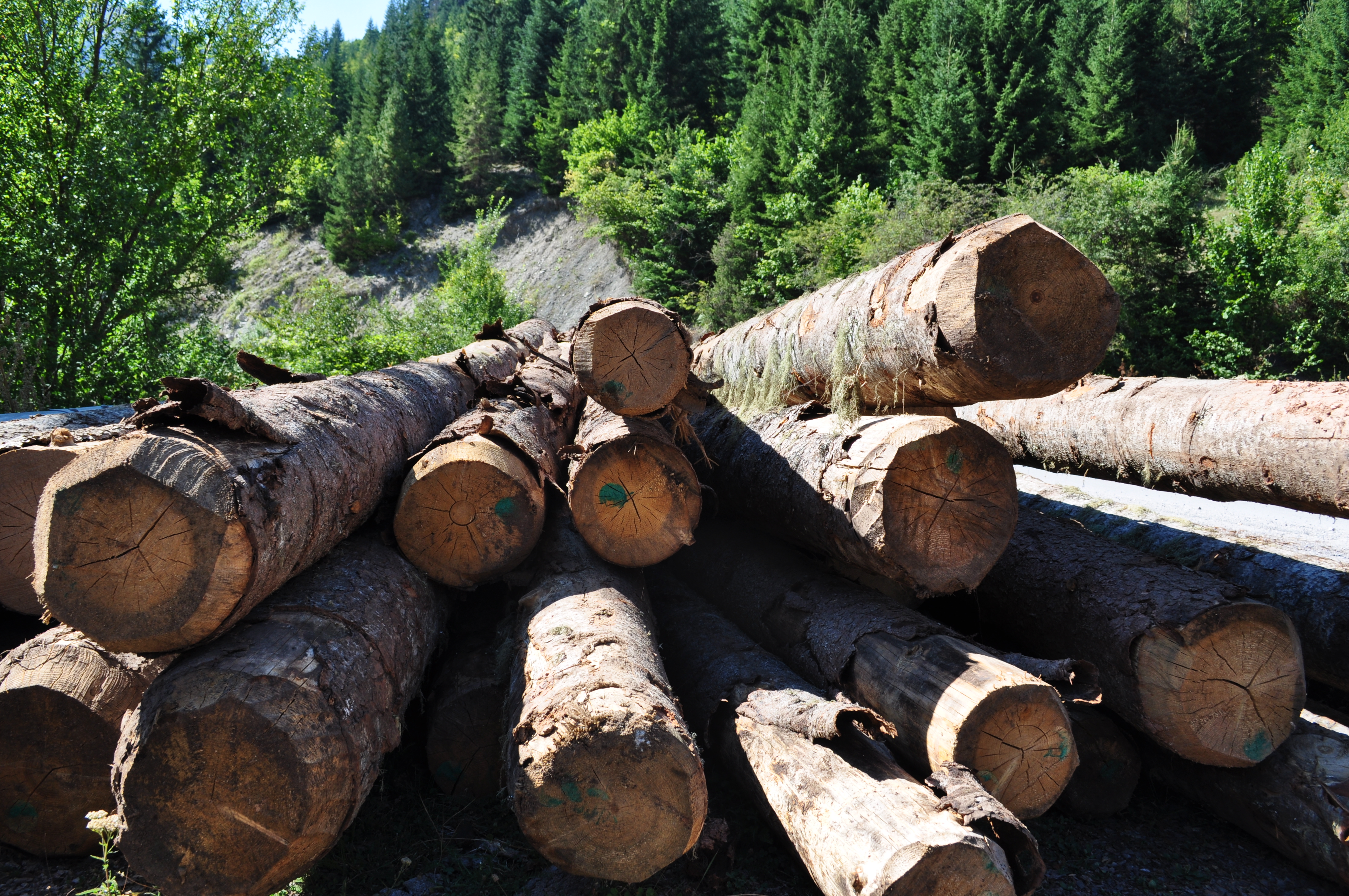 File:Legal wood cutting.JPG - Wikimedia Commons