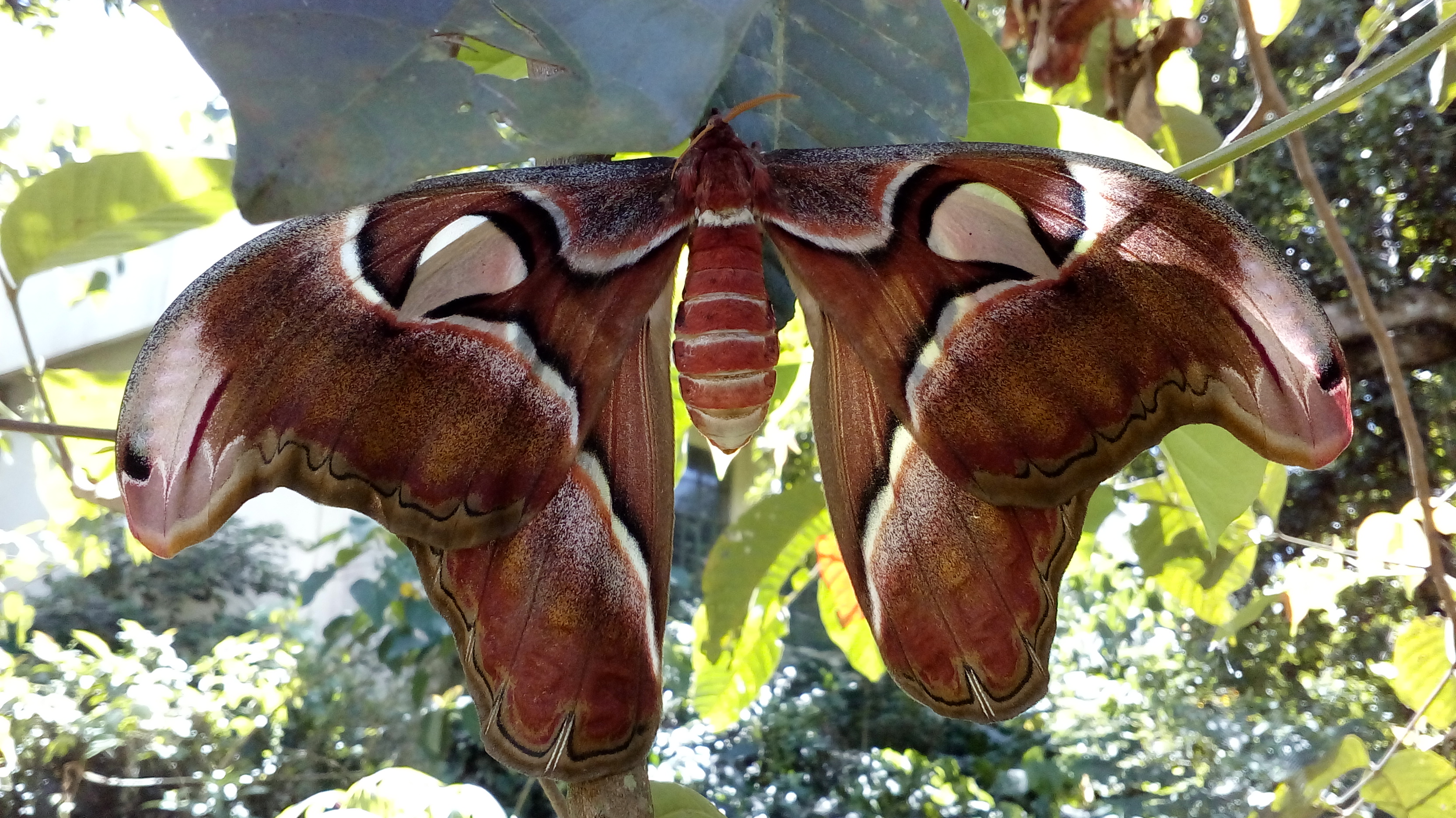 La procesionaria se convierte en mariposa