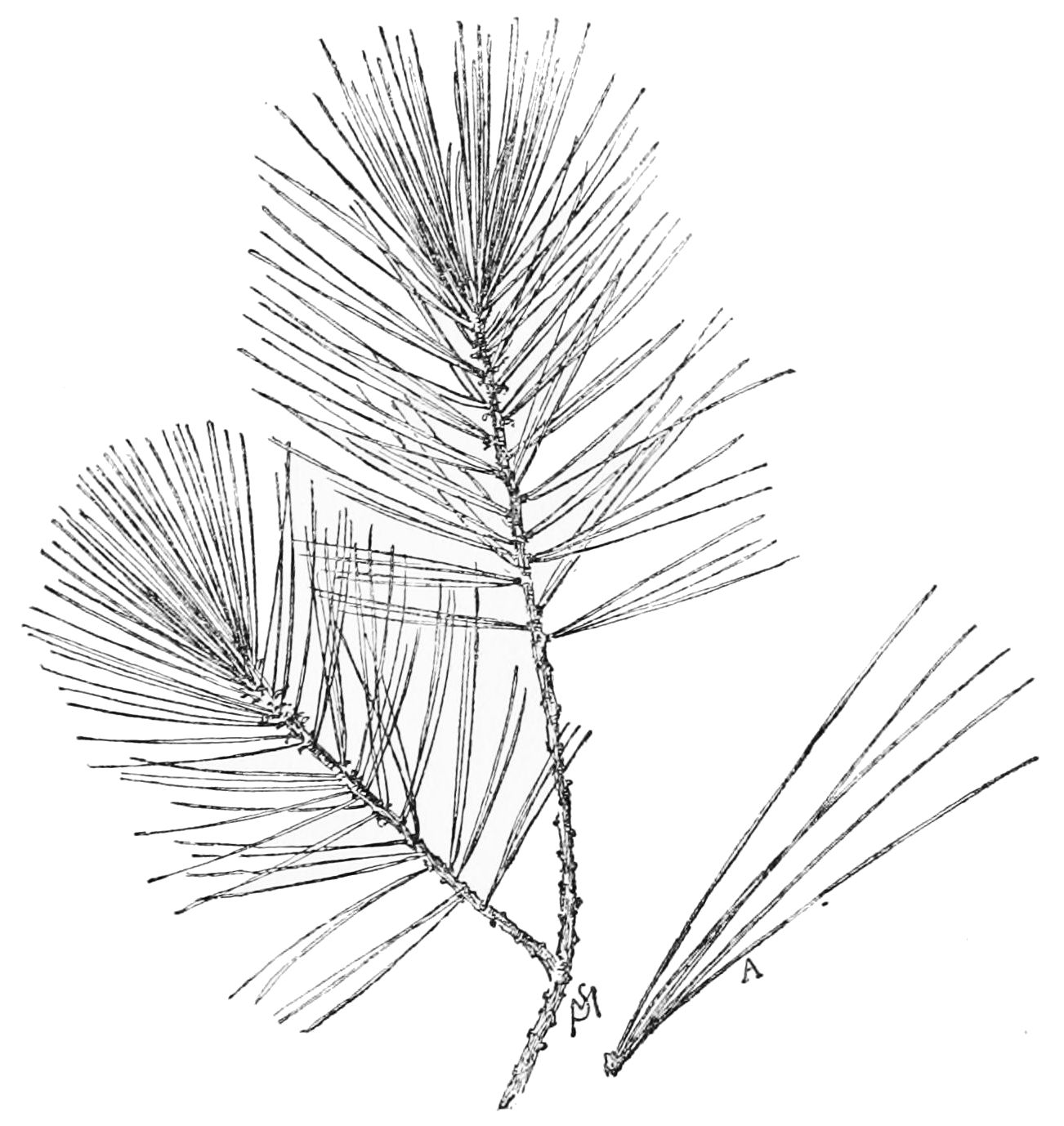 pinus leaf