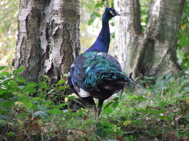 File:Peacock near Mill house - geograph.org.uk - 601303.jpg