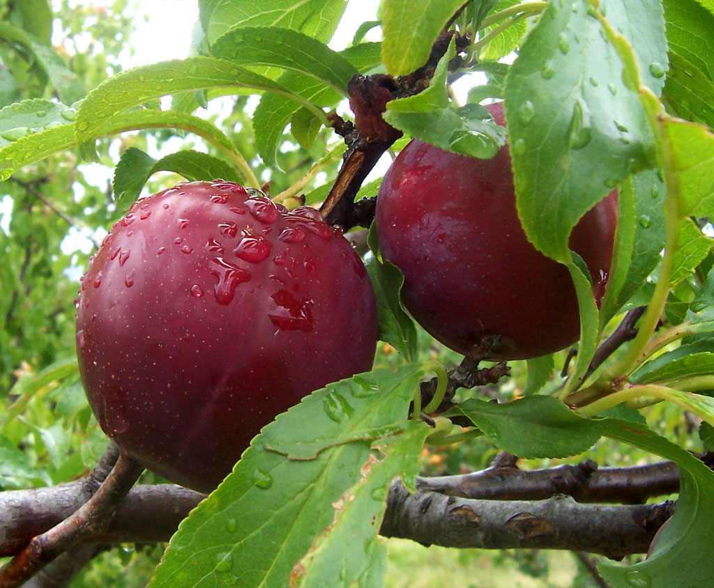 https://upload.wikimedia.org/wikipedia/commons/6/6c/Plums.jpg