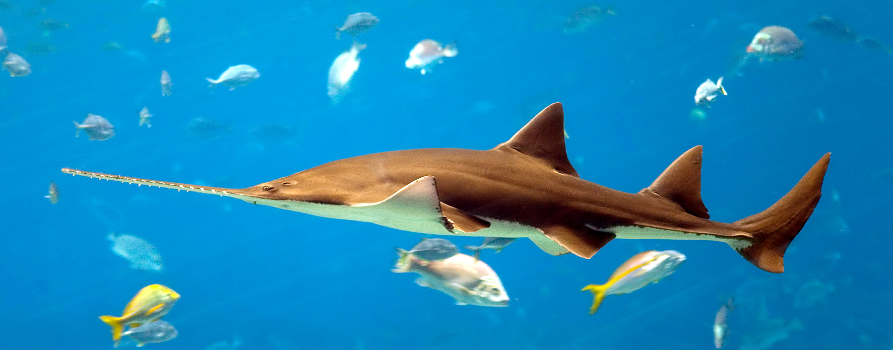 Багамская пилоносая акула