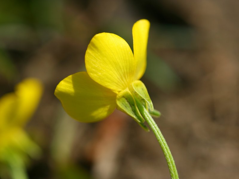 File:Ranunculus sardous detail.jpeg