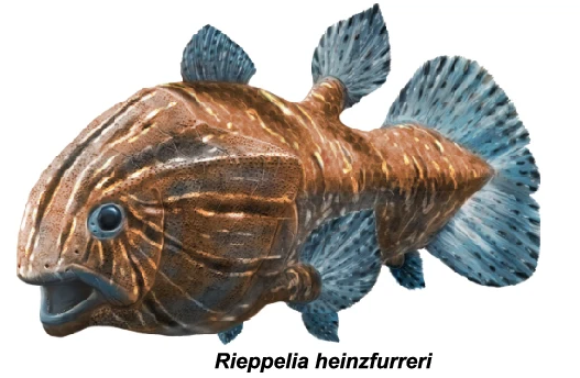 Rieppelia - Wikipedia