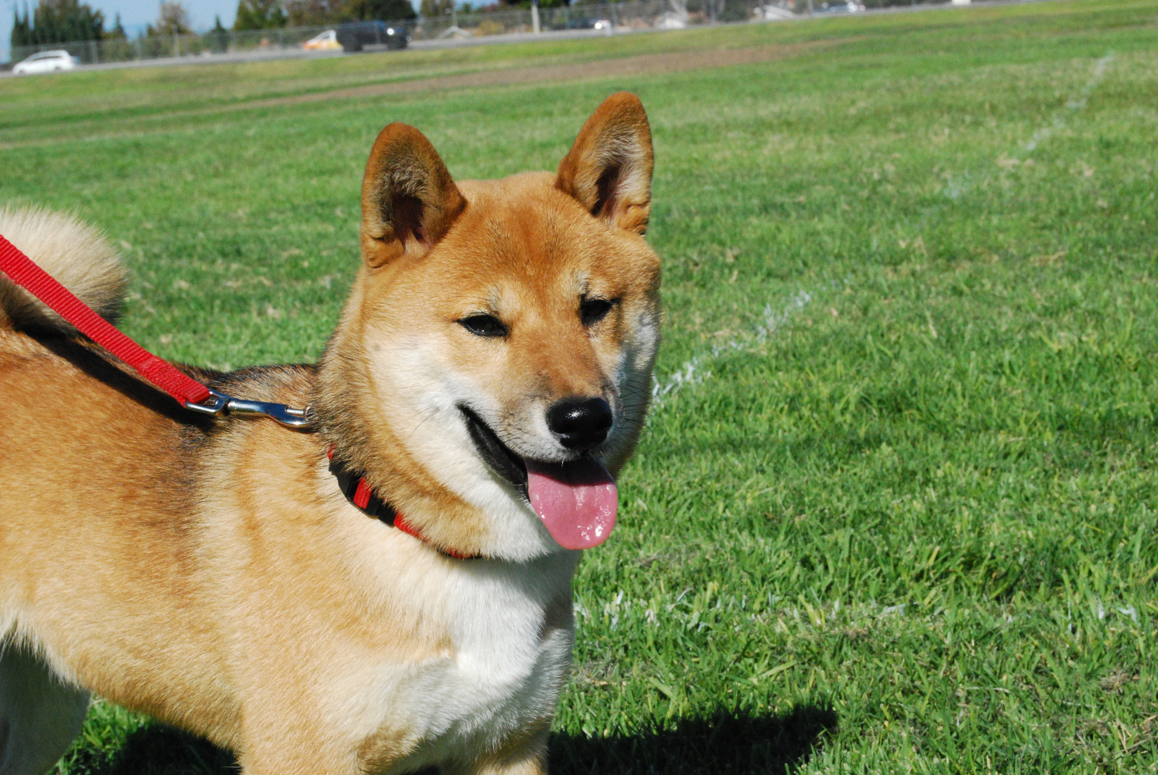 male shiba